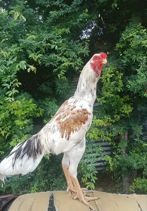 Fully Mature Cross India Kuchi
