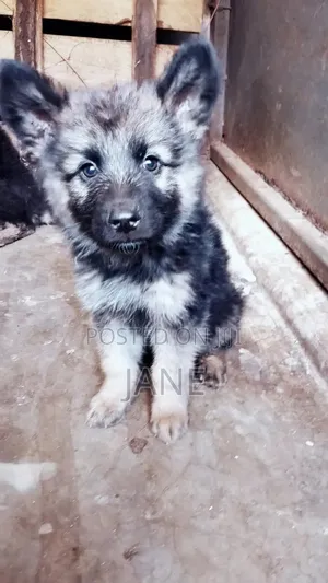 3-6 months Male Purebred German Shepherd