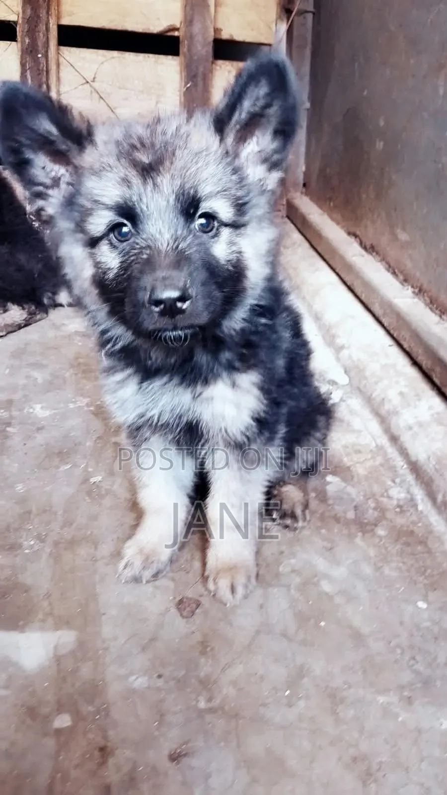 3-6 months Male Purebred German Shepherd