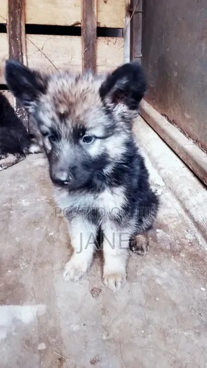 3-6 months Male Purebred German Shepherd