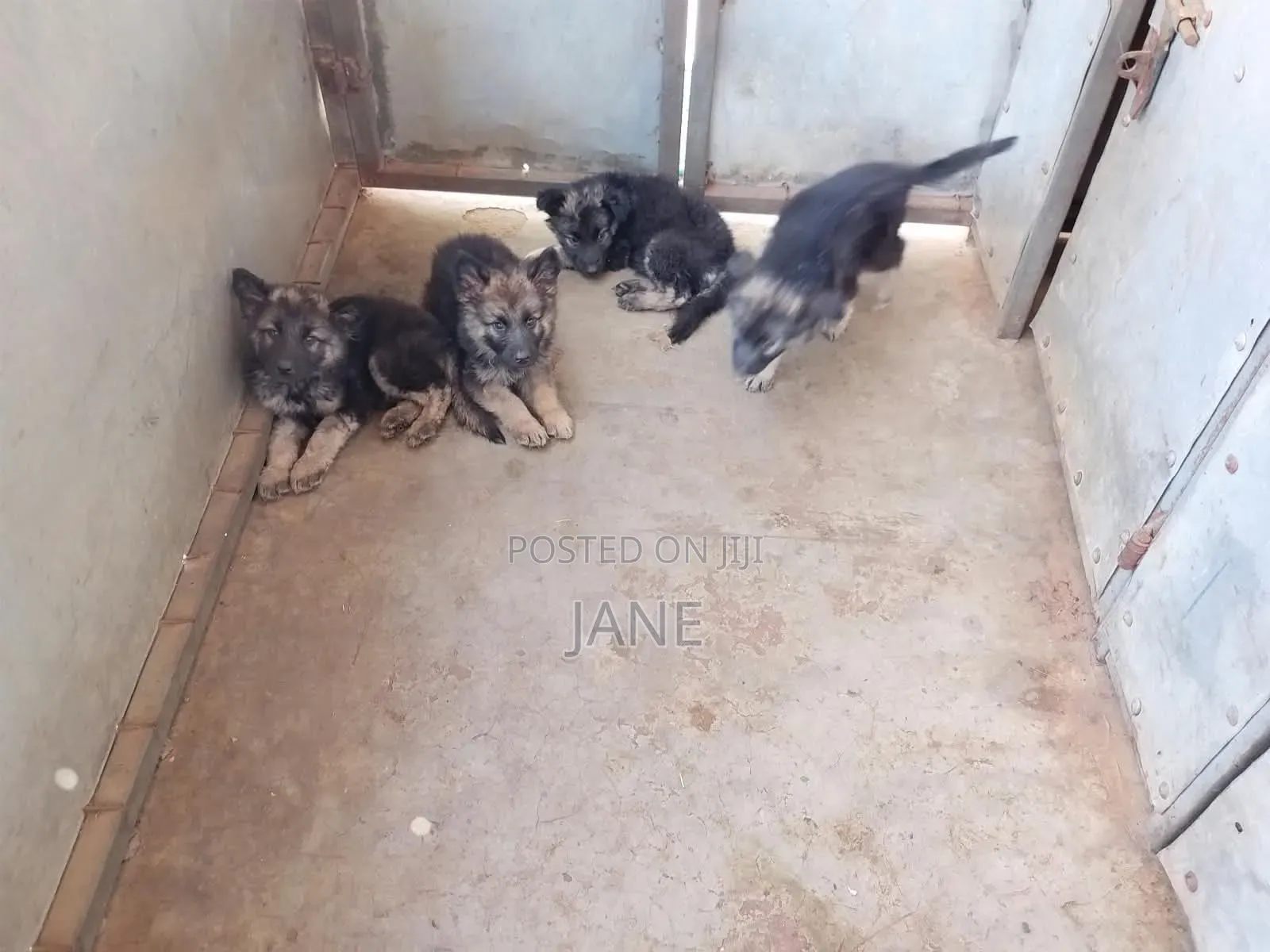 3-6 months Male Purebred German Shepherd