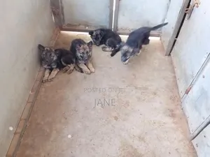 3-6 months Male Purebred German Shepherd