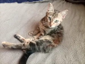 1-3 months Male Mixed Breed Mongrel (No Breed)