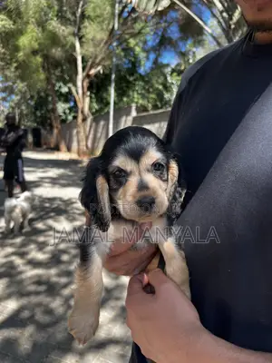 0-1 month Male Mixed Breed Cocker Spaniel