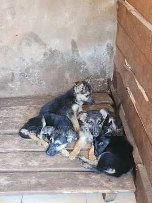 1-3 months Female Mixed Breed German Shepherd