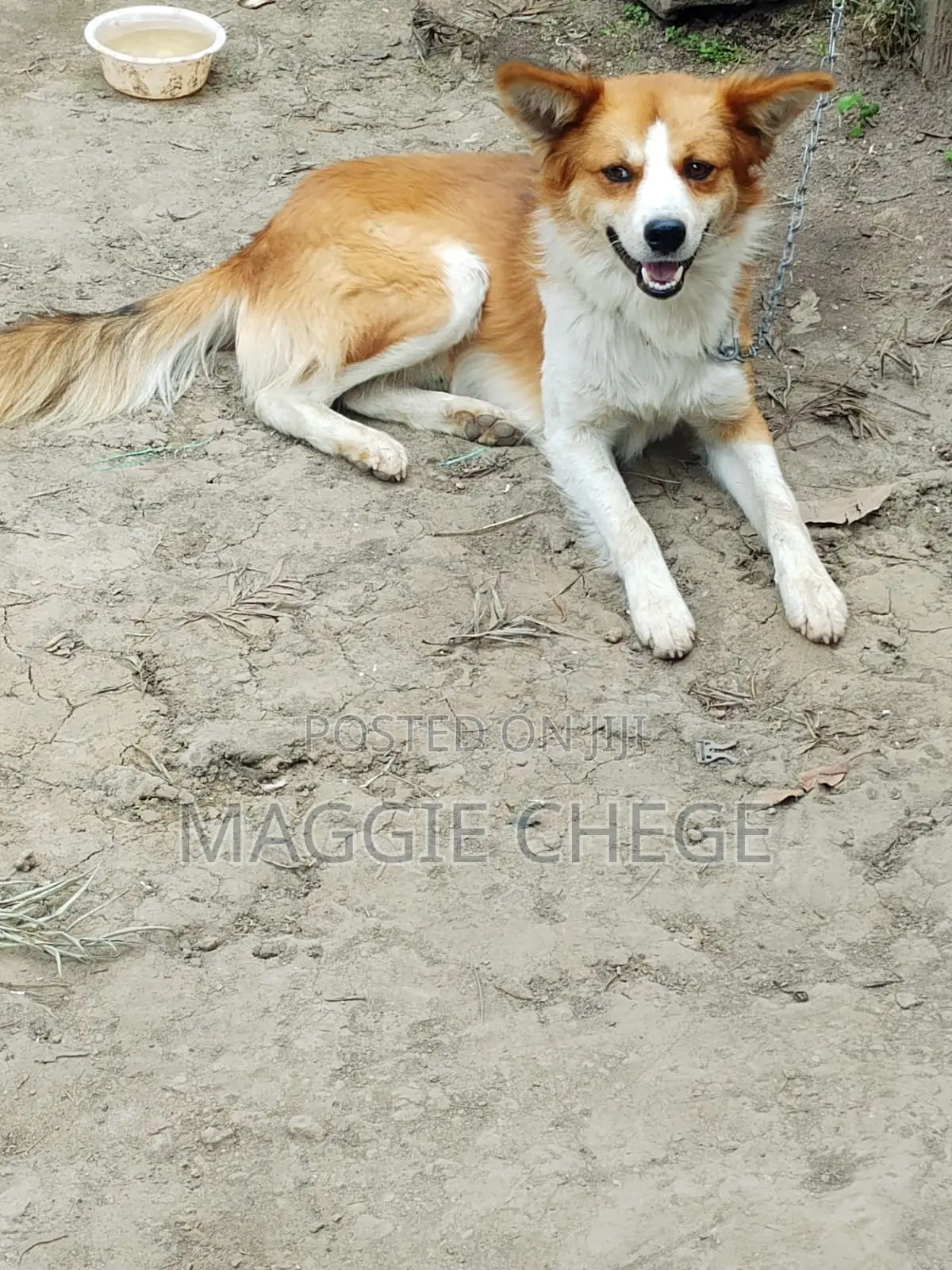 6-12 months Male Mixed Breed Dog