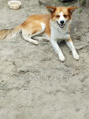 6-12 months Male Mixed Breed Dog