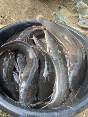 Big Fresh Cat Fish