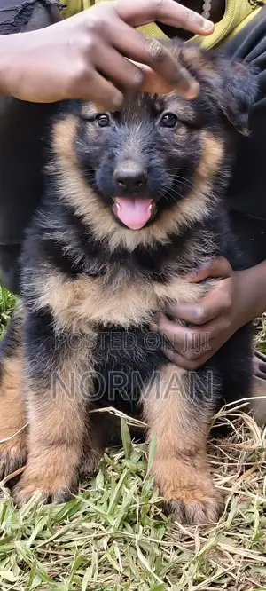 1-3 months Male Purebred German Shepherd