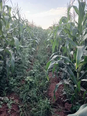 Selling a 2.8 Acre Parcel of Agricultural Land at Kithimani Yatta