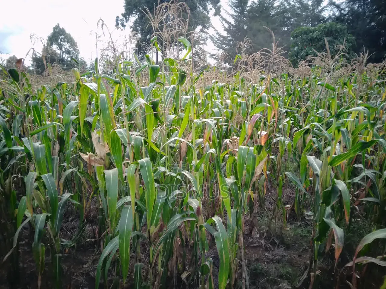 Silage for Sale 6acres
