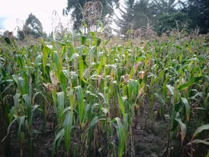 Silage for Sale 6acres