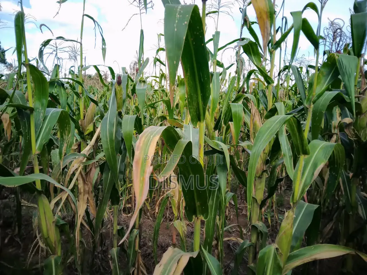 Silage for Sale 6acres