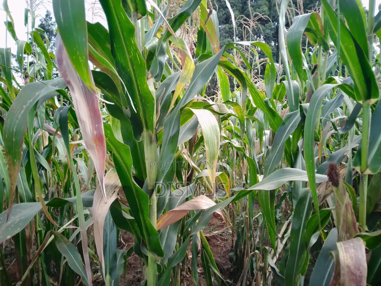 Silage for Sale 6acres
