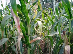 Silage for Sale 6acres