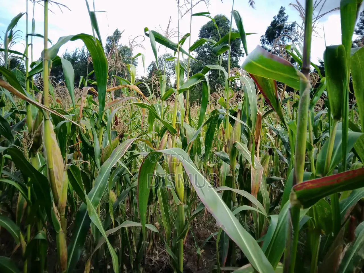 Silage for Sale 6acres