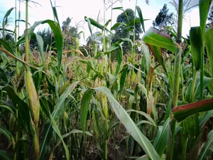 Silage for Sale 6acres