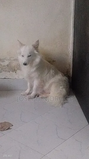 6-12 months Female Purebred Japanese Spitz