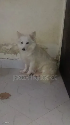 6-12 months Male Purebred Japanese Spitz