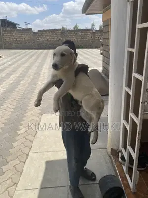 1-3 months Male Purebred Labrador Retriever