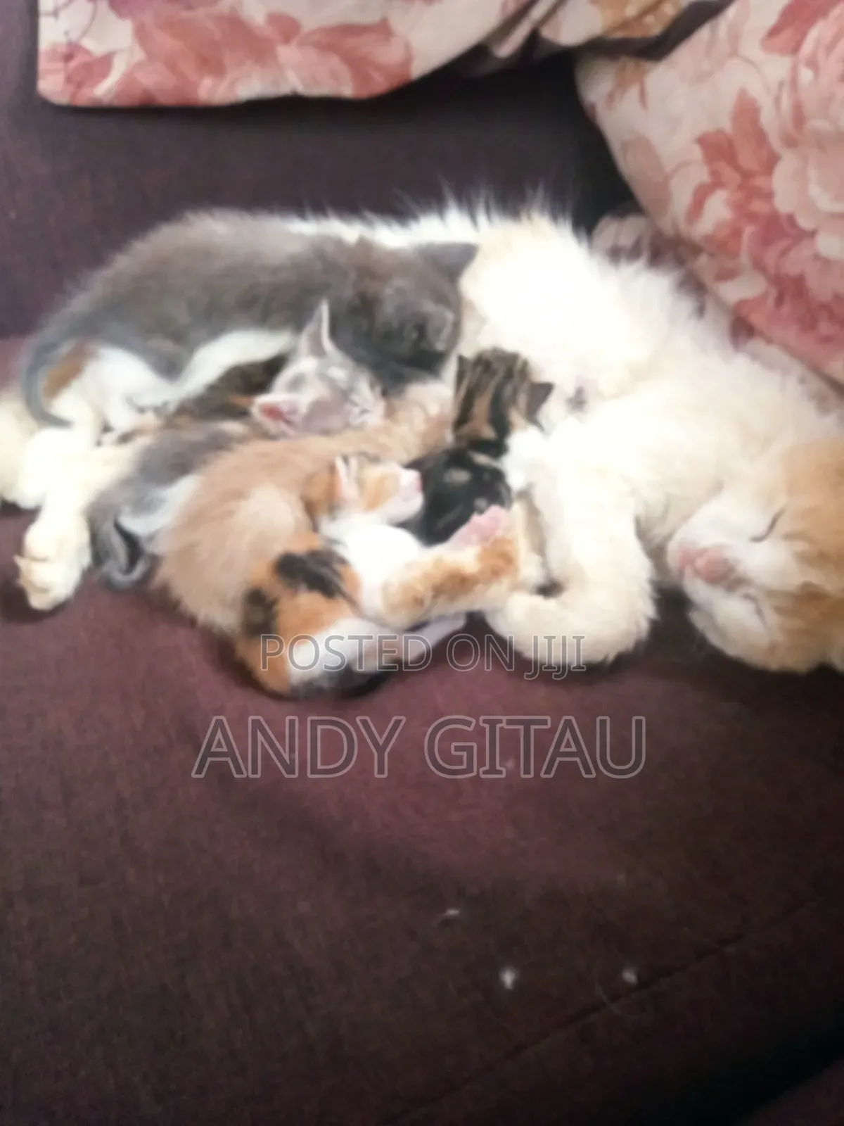 0-1 month Male Mixed Breed Tabby