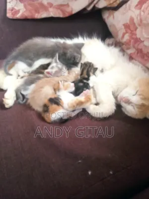 0-1 month Male Mixed Breed Tabby