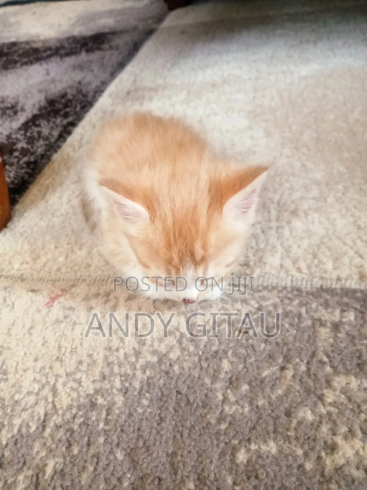 0-1 month Male Mixed Breed Tabby