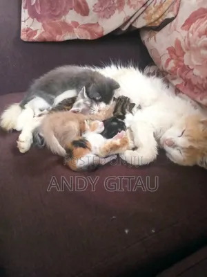 0-1 month Male Mixed Breed Tabby