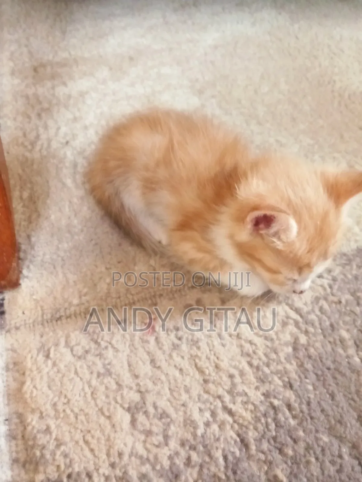 0-1 month Male Mixed Breed Tabby