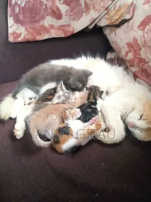 0-1 month Male Mixed Breed Tabby
