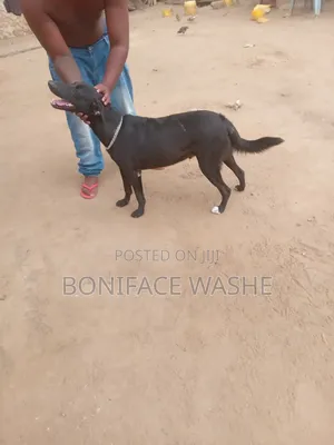 3-6 months Male Mixed Breed Bull Terrier