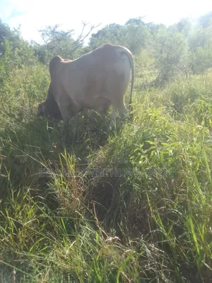 6.0acres of Land for Sale.