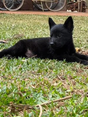 1-3 months Male Purebred German Shepherd