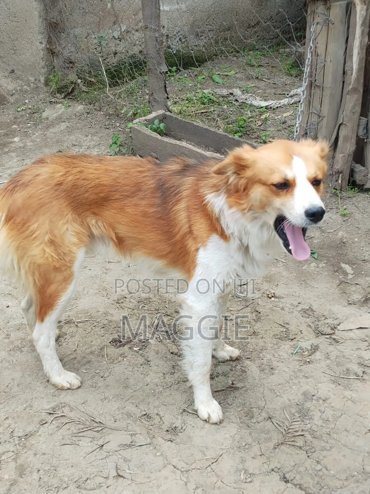 6-12 months Male Mixed Breed Dog