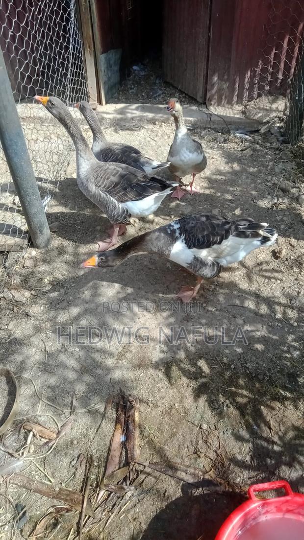 Mature Geese