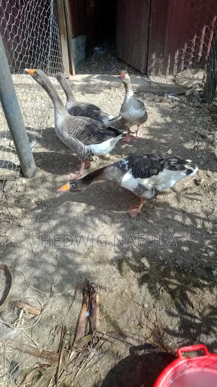Mature Geese