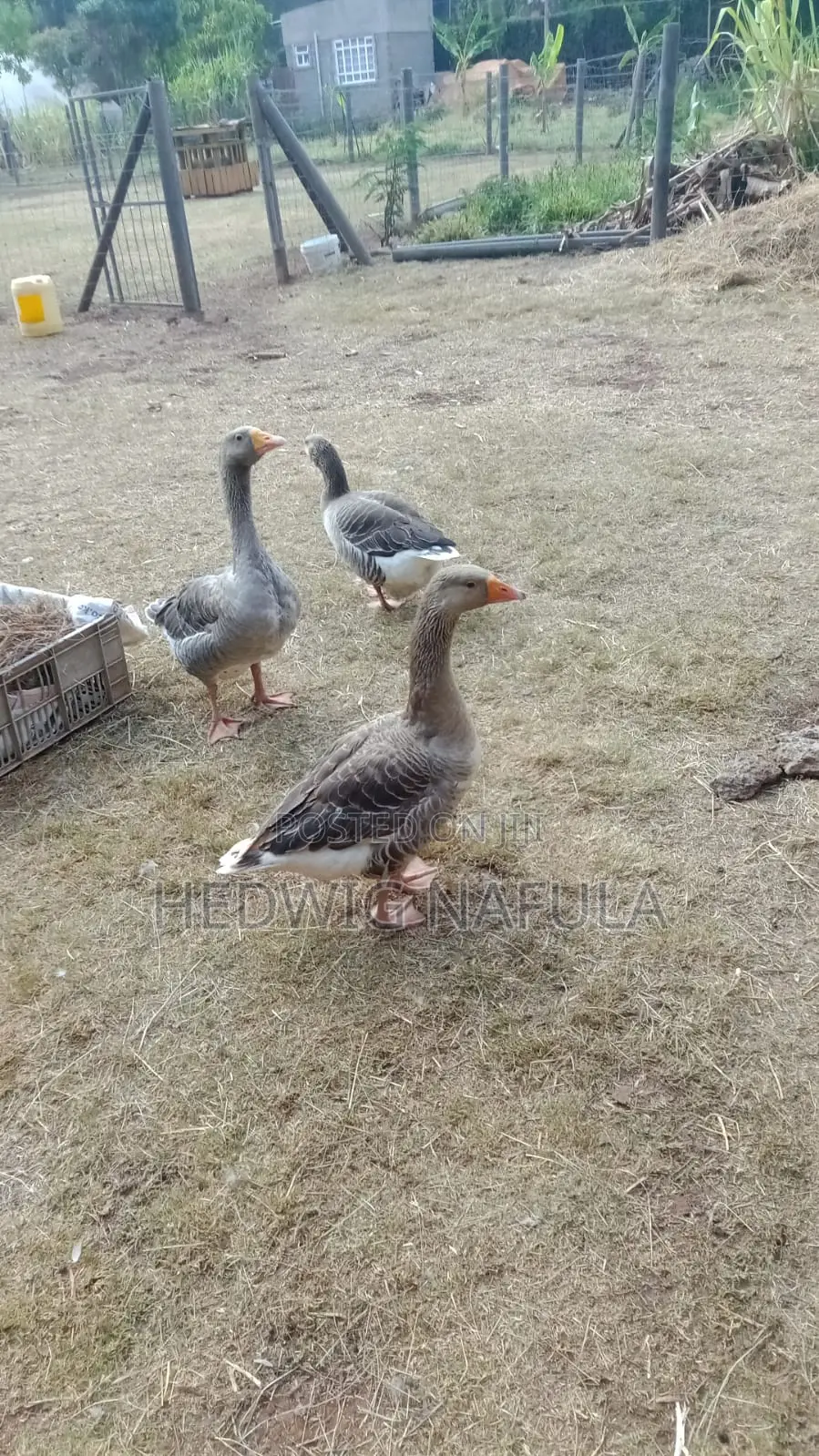 Mature Geese