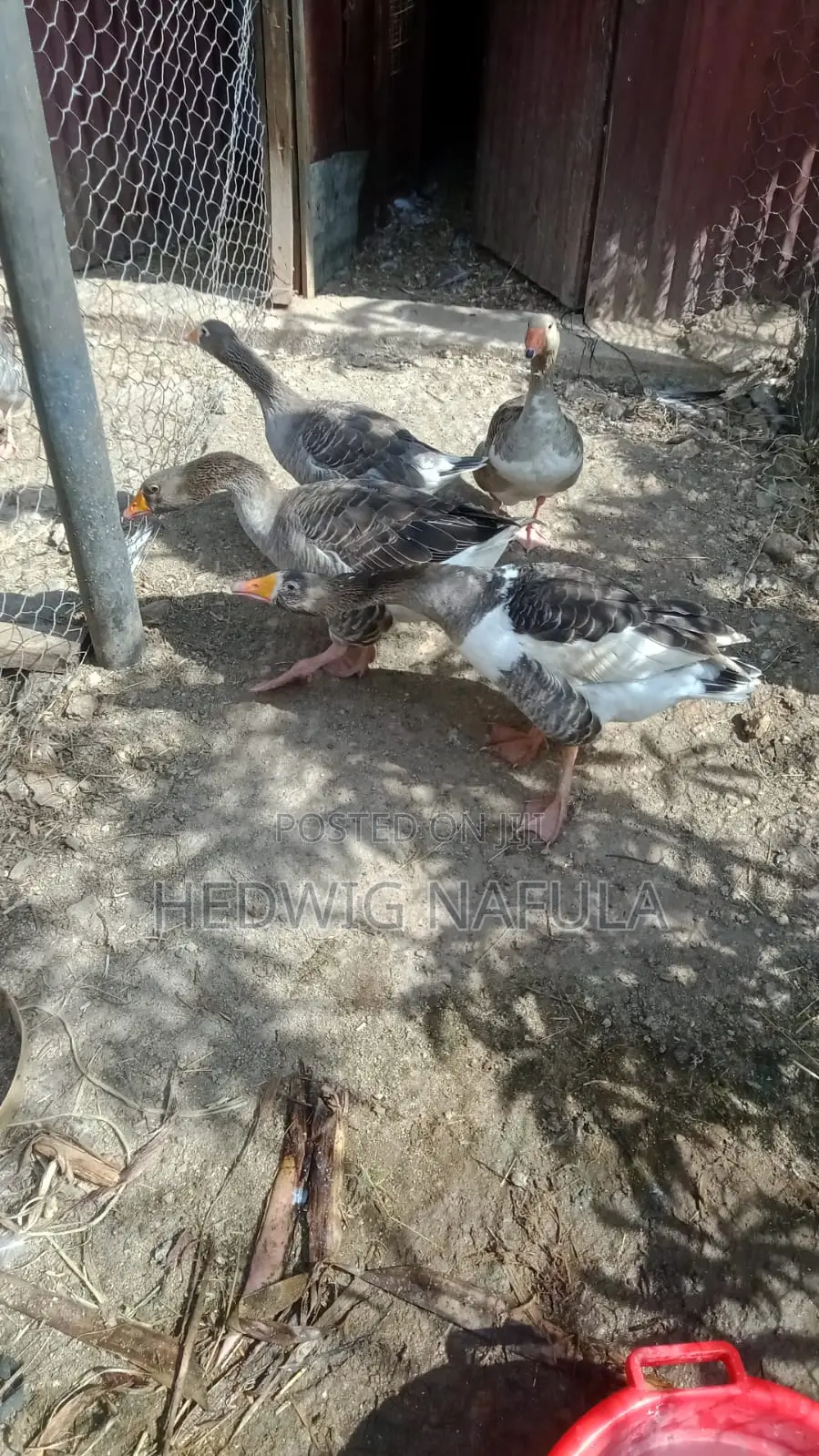 Mature Geese