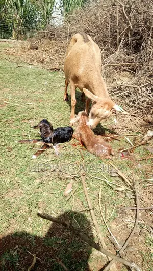 Quality Dairy Goat Kids