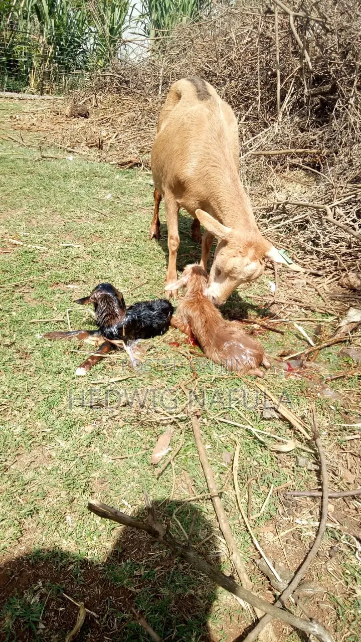 Quality Dairy Goat Kids