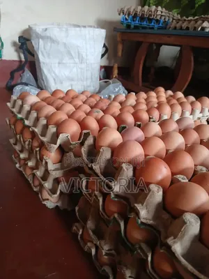 Eggs Layers and Kienyeji for Sale