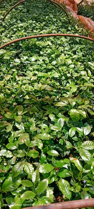 Grafted Ruiru 11 Coffee Seedlings