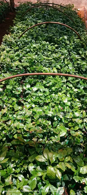 Grafted Ruiru 11 Coffee Seedlings
