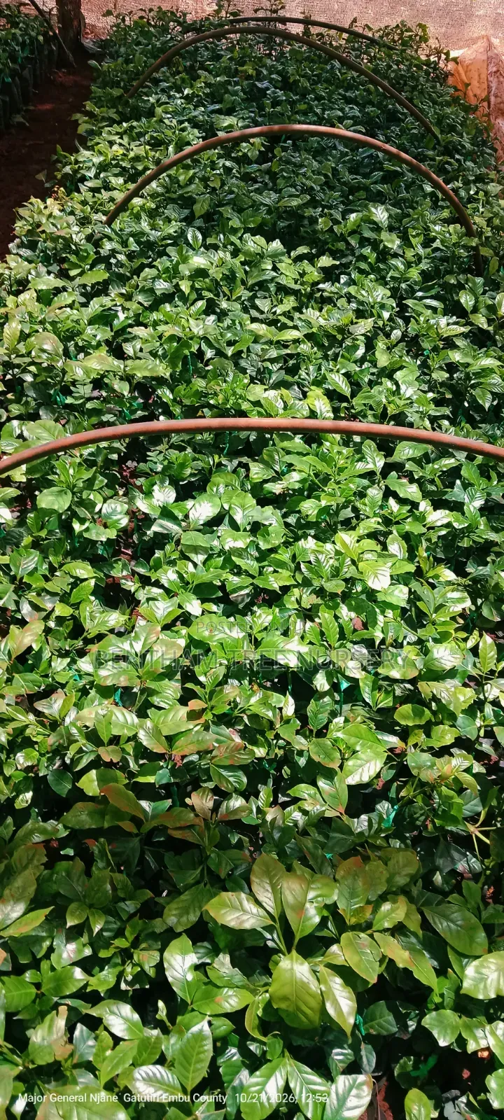 Grafted Ruiru 11 Coffee Seedlings