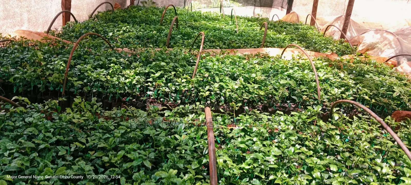 Grafted Ruiru 11 Coffee Seedlings