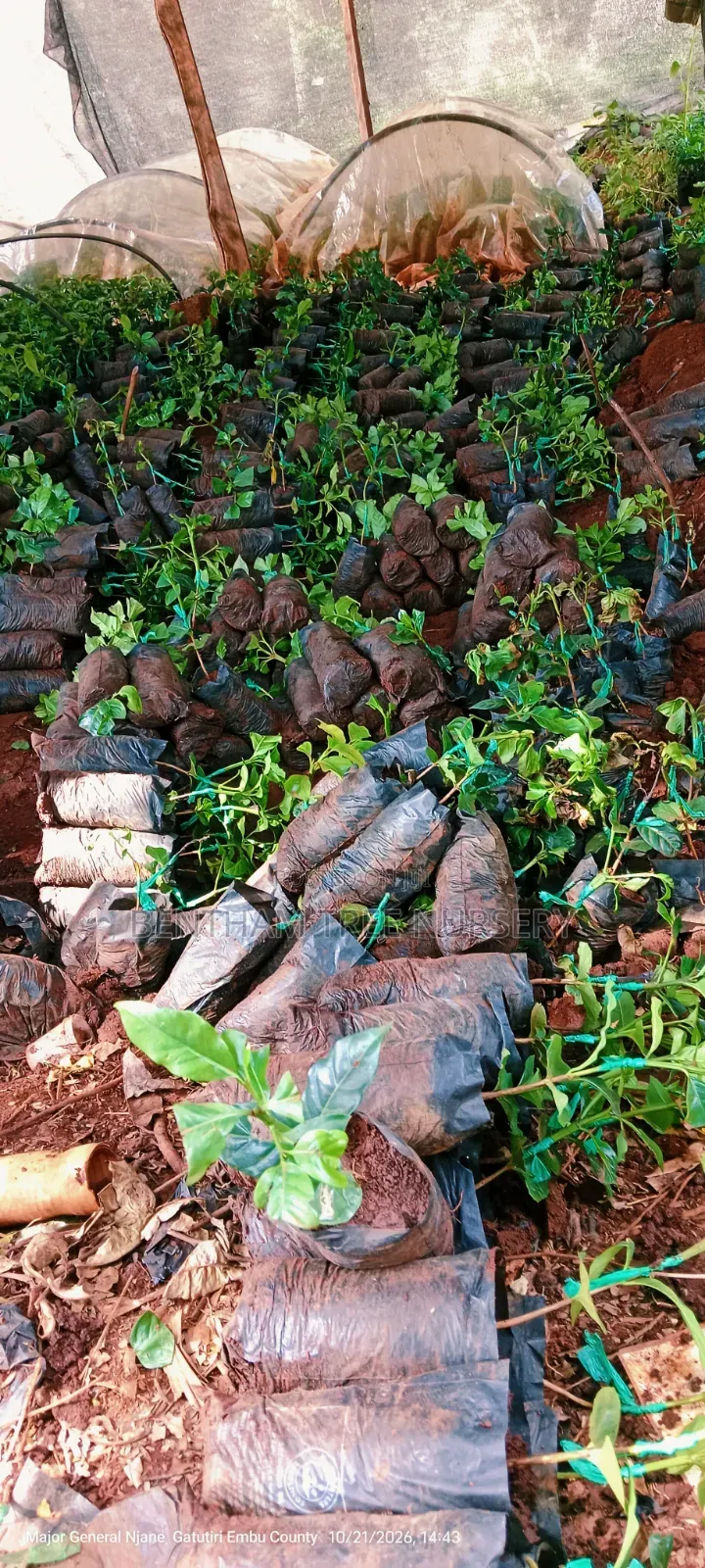 Grafted Ruiru 11 Coffee Seedlings