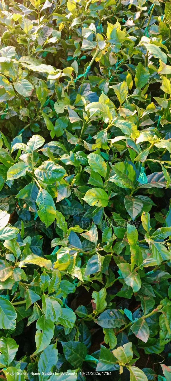 Grafted Ruiru 11 Coffee Seedlings