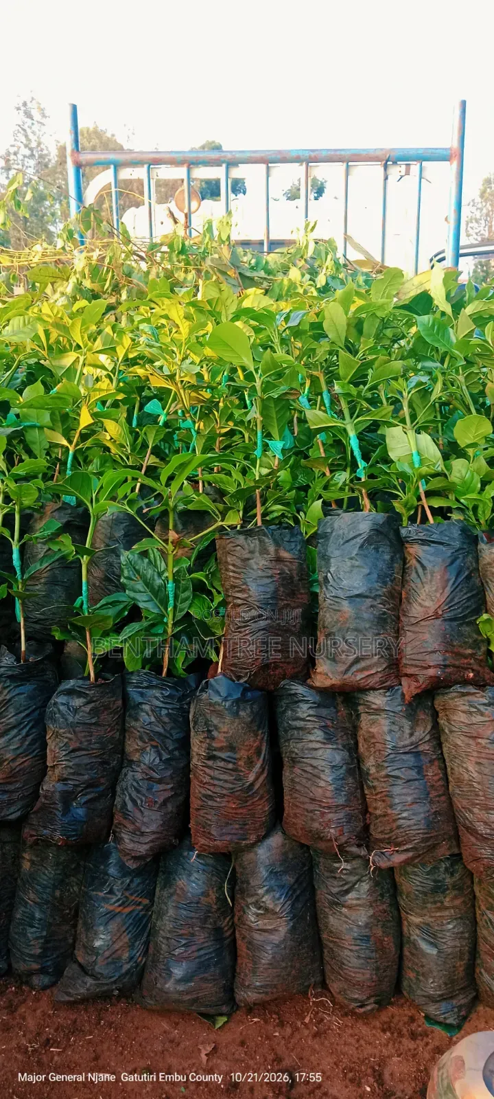 Grafted Ruiru 11 Coffee Seedlings