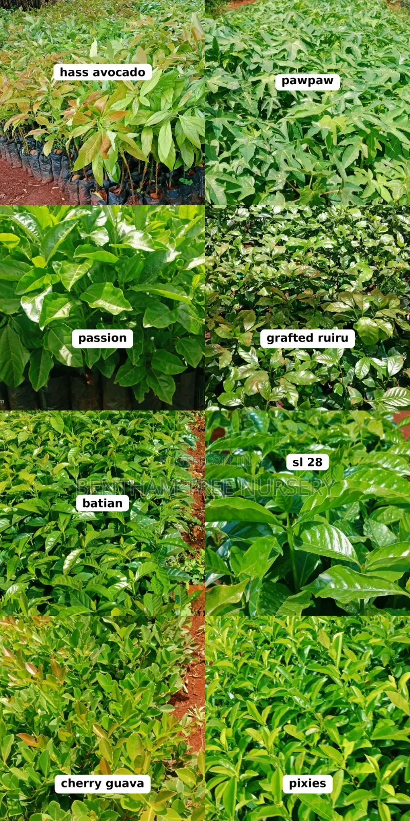 Grafted Ruiru 11 Coffee Seedlings