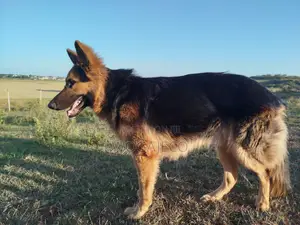 6-12 months Male Purebred German Shepherd
